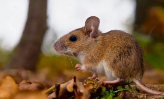 Paraná: El Municipio desmintió una falsa alerta sanitaria por roedores y descartan casos de Hantavirus - imagen de origen