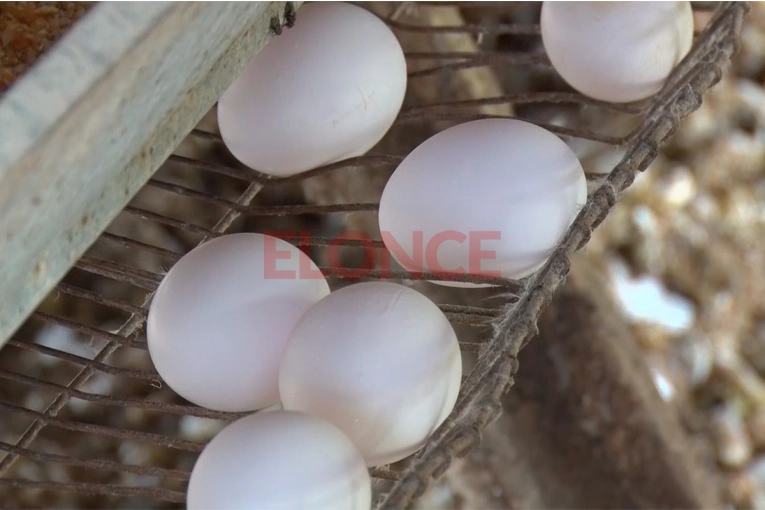 Acuerdo Mercosur-UE: Argentina completó cupo exportador de huevos y superó las 330 toneladas - imagen de origen