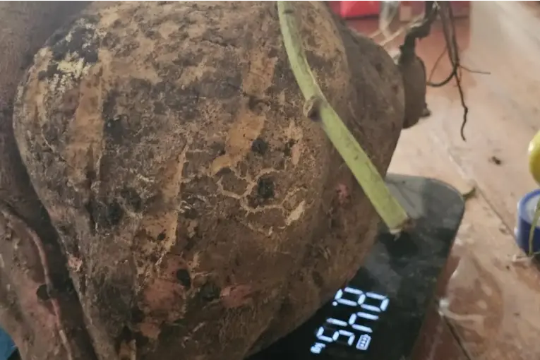 Productor cosechó una batata de casi ocho kilos y medio en localidad entrerriana: el video - imagen de origen