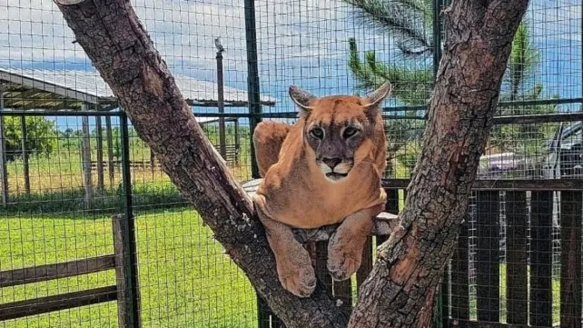 Parque Pericos: el refugio entrerriano que rescata fauna silvestre y apuesta a la educación ambiental - imagen de origen